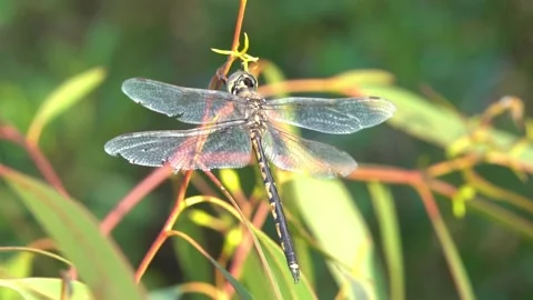 Dragonflies resting on branches slow motion close up Stock Footage 230125316