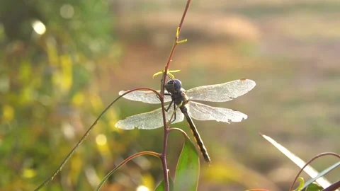 Dragonflies resting on branches slow motion close up Stock Footage 230125344