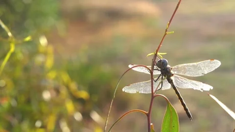 Dragonflies resting on branches slow motion close up Stock Footage 230125406