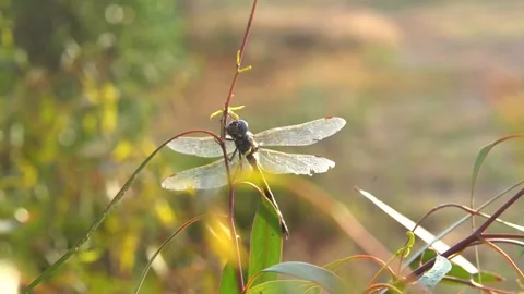 Dragonflies resting on branches slow motion close up Stock Footage 230125456