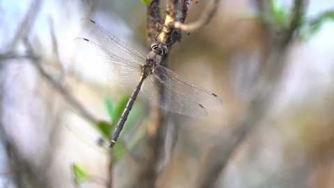 Dragonflies resting on branches slow motion close up Stock Footage 230125524