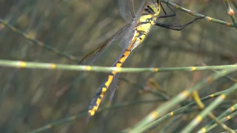 Dragonflies resting on branches slow motion close up Stock Footage 230125545
