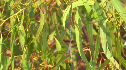 Dragonflies resting on branches slow motion close up Stock Footage 230125546