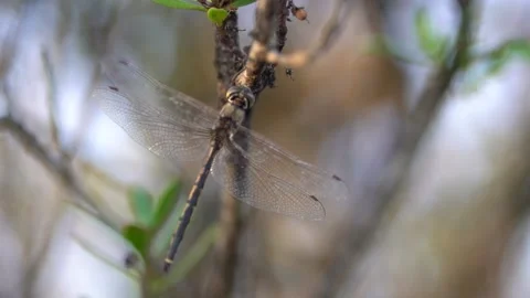 Dragonflies resting on branches slow motion close up Stock Footage 230125561
