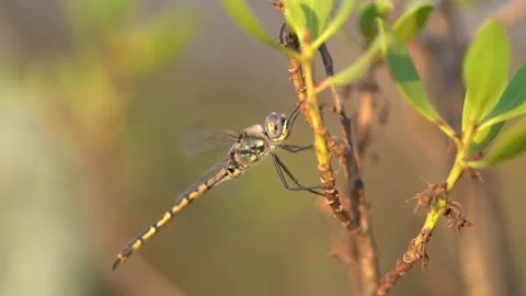 Dragonflies resting on branches slow motion close up Stock Footage 230125566