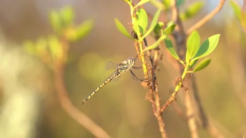 Dragonflies resting on branches slow motion close up Stock Footage 230125572