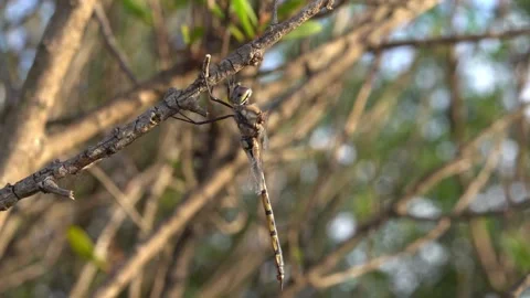 Dragonflies resting on branches slow motion close up Stock Footage 230125573