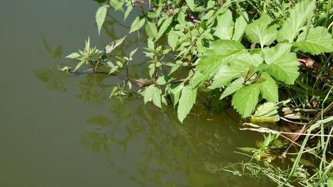 Dragonflies by the river 動画素材 115236576