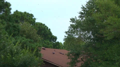 Dragonflies Swarming Stock Footage 26725955