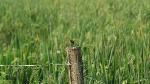 Dragonflies take a rest Stock Footage 277665754