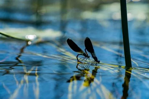 Dragonflies on water surface Stock Photos
