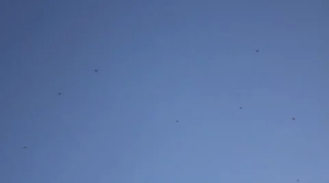 Dragonflies wide on blue Stock-Footage 8876907