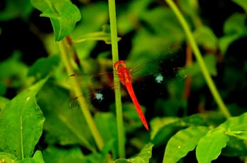 Dragonflies can hover in one place, fly extremely fast, and even fly backwar Stock Photos