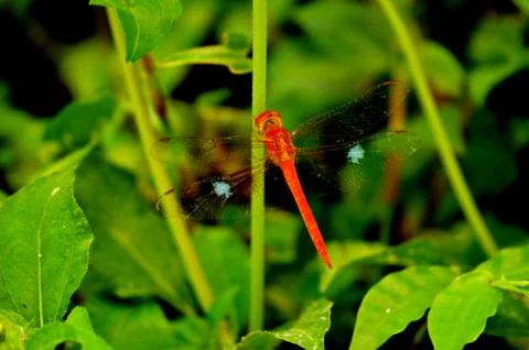 Dragonflies can hover in one place, fly extremely fast, and even fly backwar Stock Photos