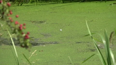Dragonfllies Over Algae on a River Vídeo Stock 139099594
