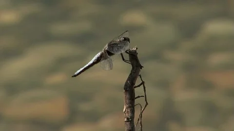 Dragonfly 01 Stock Footage 7762155