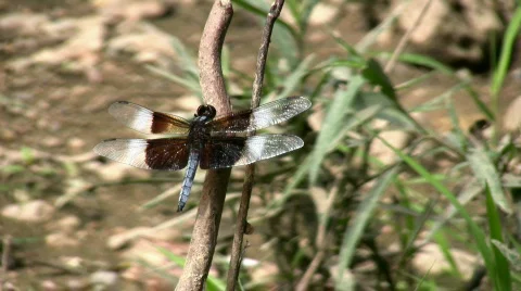Dragonfly 01.mov Stock Footage 141405