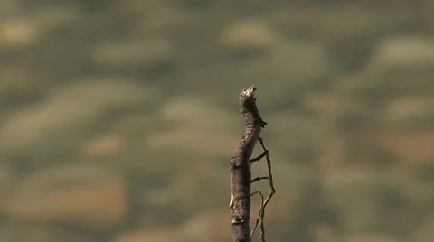 Dragonfly 02 Stock Footage 7762152