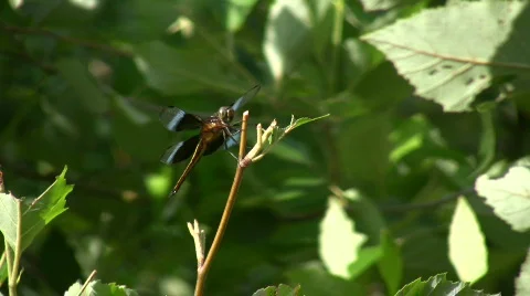 Dragonfly 03.mov Stock Footage 141646