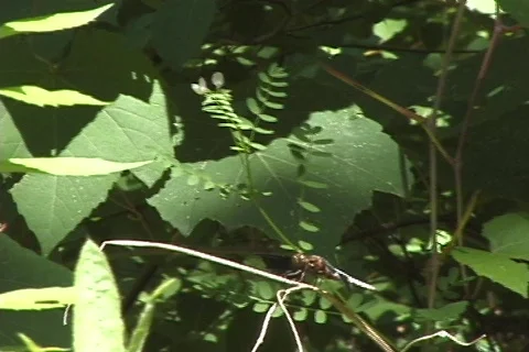 Dragonfly-1 Stock Footage 201584