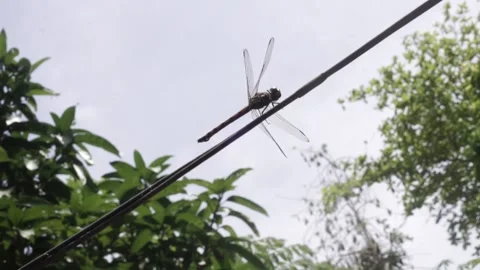 Dragonfly 1 Stock Footage 207359263