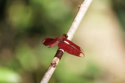 Dragonfly 1 Stock Photos