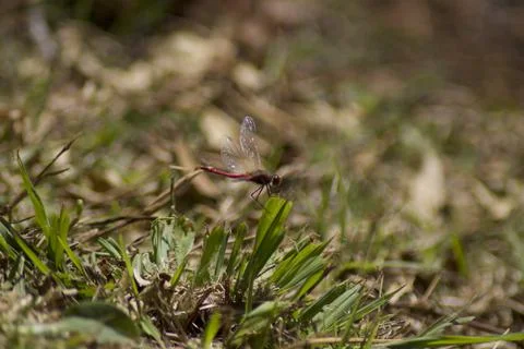 Dragonfly (1) Stock Photos