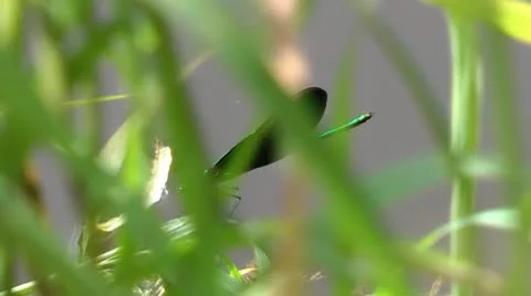 Dragonfly 2 Stock Footage 8908582
