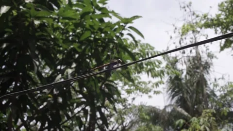 Dragonfly 2 Stock Footage 207359254