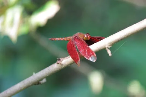 Dragonfly 2 Stock Photos