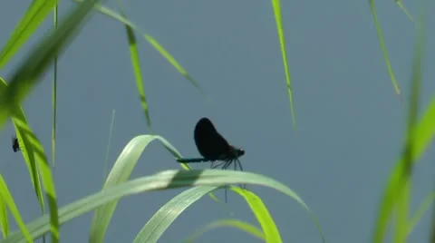 Dragonfly 3 Stock Footage 8908506