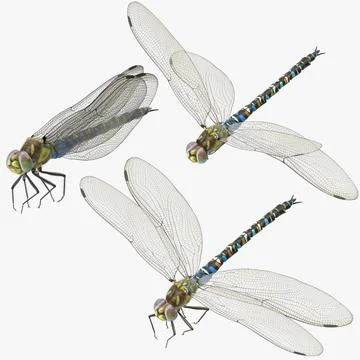 Dragonfly 3 Poses 3D Model
