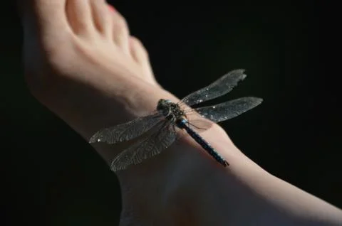 Dragonfly 5 Stock Photos