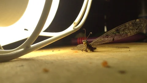 Dragonfly actively flies in the rays of the lamp Close 3 Stock Footage 104832939