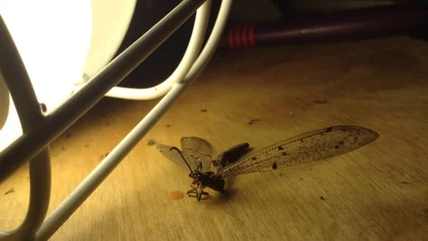 Dragonfly actively flies in the rays of the lamp Close 2 Stock Footage 104833010