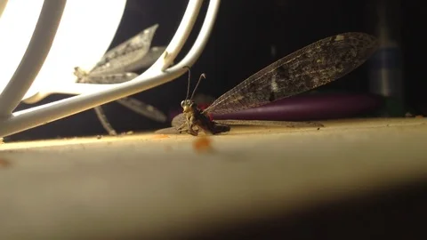 Dragonfly actively flies in the rays of the lamp Close Stock Footage 104833024