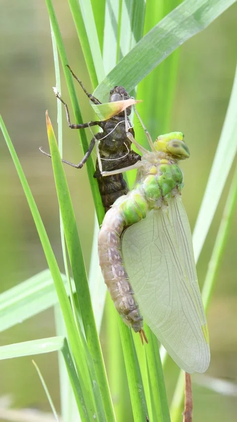Dragonfly Aeshna mixta aka Migrant Hawker dragonfly. Stock Footage 274911643