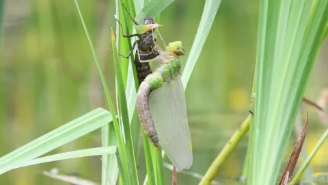 Dragonfly Aeshna mixta aka Migrant Hawker dragonfly. Stock Footage 274934054