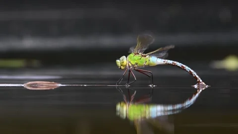 Dragonfly aeshna mixta aka migrant hawker dragonfly is laying eggs in water. Stock Footage 279414532