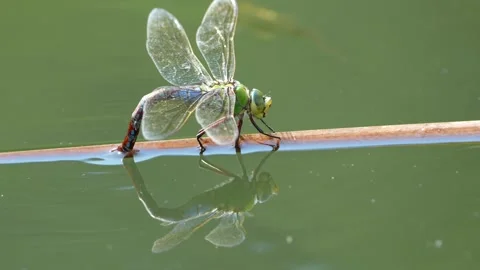 Dragonfly aeshna mixta aka migrant hawker dragonfly is laying eggs in water. Stock Footage 314227458