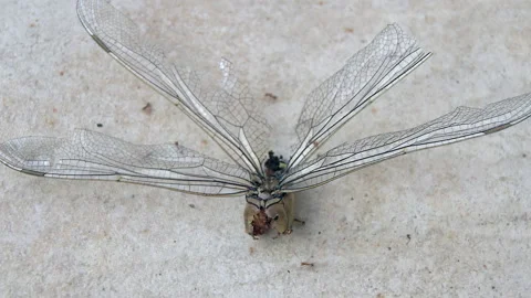 Dragonfly after the attack of ants Stockbeeldmateriaal 255655184