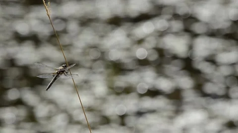 Dragonfly after a rest Stock Footage 168734703