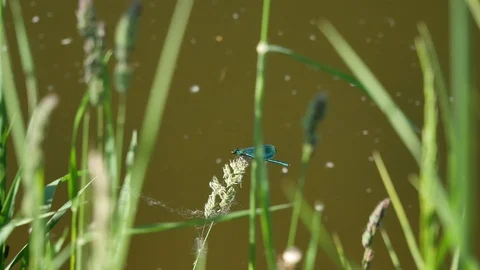 Dragonfly against the background of the current water. 스톡 동영상 117097155