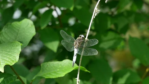 Dragonfly albino 스톡 동영상 117337343