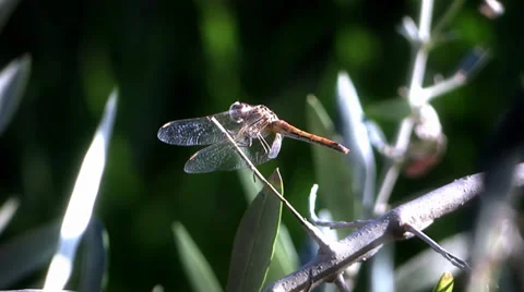 Dragonfly alighting on a branch Stock Footage 33483883