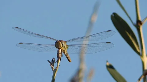 A dragonfly alighting on a twig Video stock 33484928