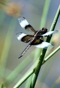 A dragonfly alights on a reed. Stock Photos