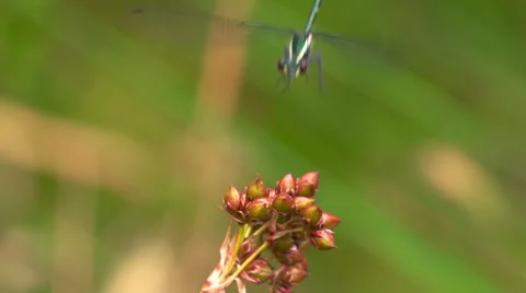 Dragonfly alights on a stem Stock Footage 58119144