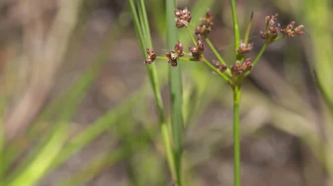 Dragonfly alights on a stem Stock Footage 58119671