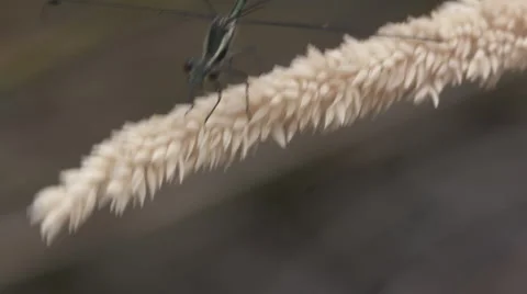 Dragonfly alights on a stem Stock Footage 58147319